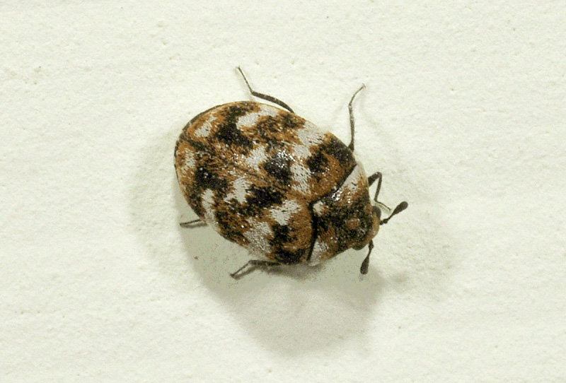 Anthrenus verbasci (cf.), Dermestidae